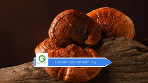 Giá nấm linh chi hôm nay