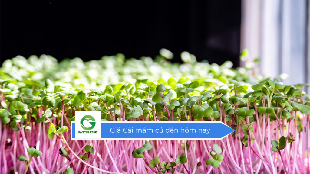 Giá cải mầm củ dền hôm nay