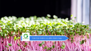 Giá cải mầm củ dền hôm nay