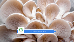 Giá nấm sò hôm nay
