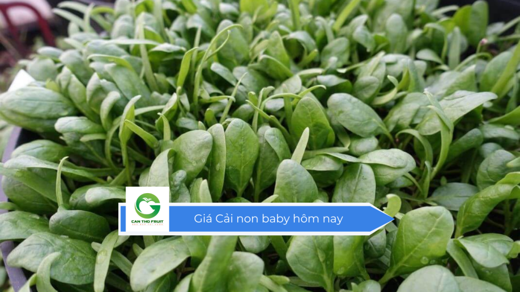 Giá cải non baby hôm nay