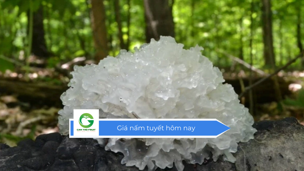 Giá nấm tuyết hôm nay