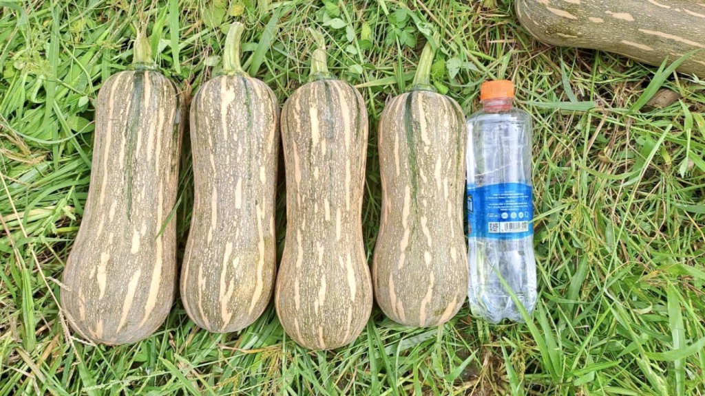 Giá quả bí đỏ dài hôm nay