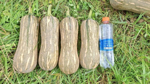 Giá quả bí đỏ dài hôm nay