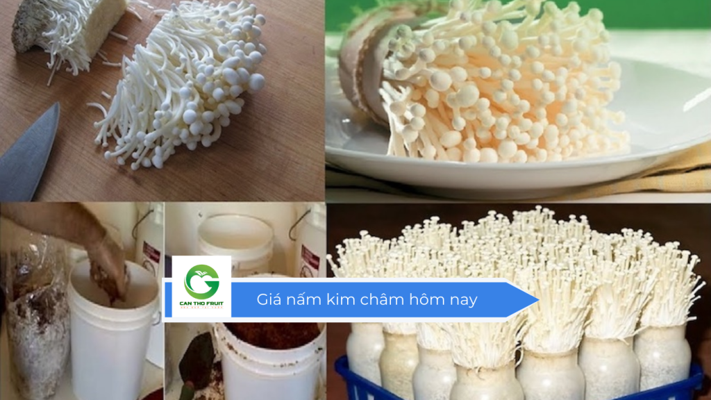 Giá nấm kim châm hôm nay