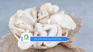 Giá nấm bào ngư hôm nay