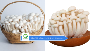 Giá nấm linh chi trắng hôm nay