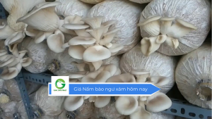 Giá nấm bào ngư xám hôm nay