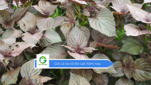 Giá lá tía tô Đà Lạt hôm nay