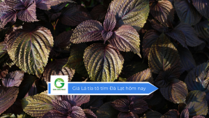 Giá lá tía tô tím Đà Lạt hôm nay