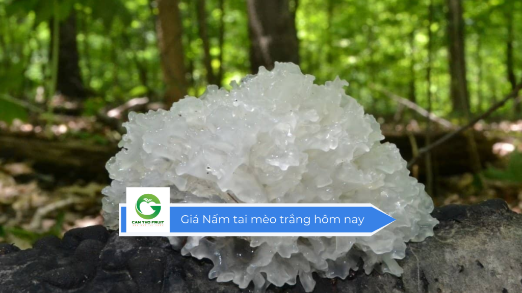 Giá nấm tai mèo trắng hôm nay