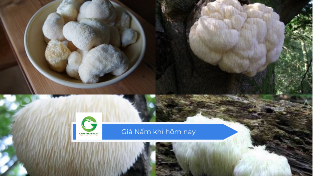 Giá nấm khỉ hôm nay