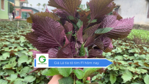 Giá lá tía tô xanh F1 hôm nay