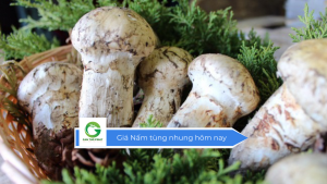 Giá nấm tùng nhung hôm nay