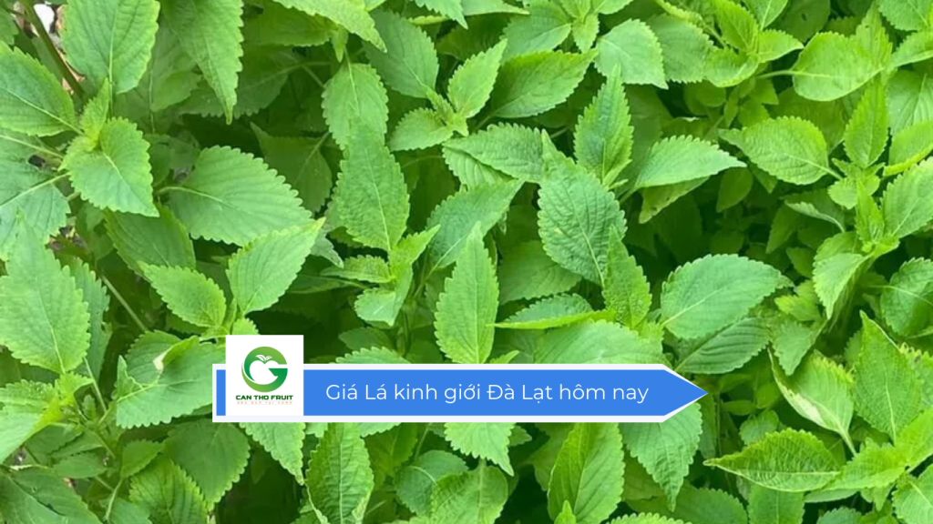 Giá lá kinh giới Đà Lạt hôm nay