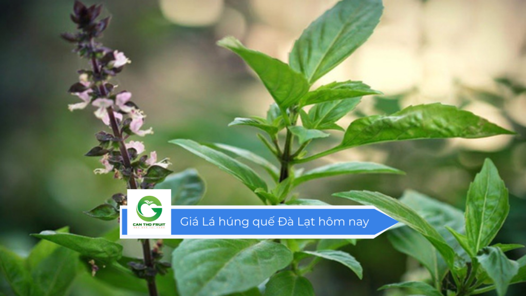 Giá lá húng quế Đà Lạt hôm nay