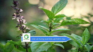 Giá lá húng quế Đà Lạt hôm nay