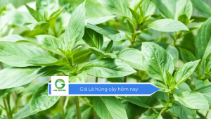 Giá lá húng cây hôm nay