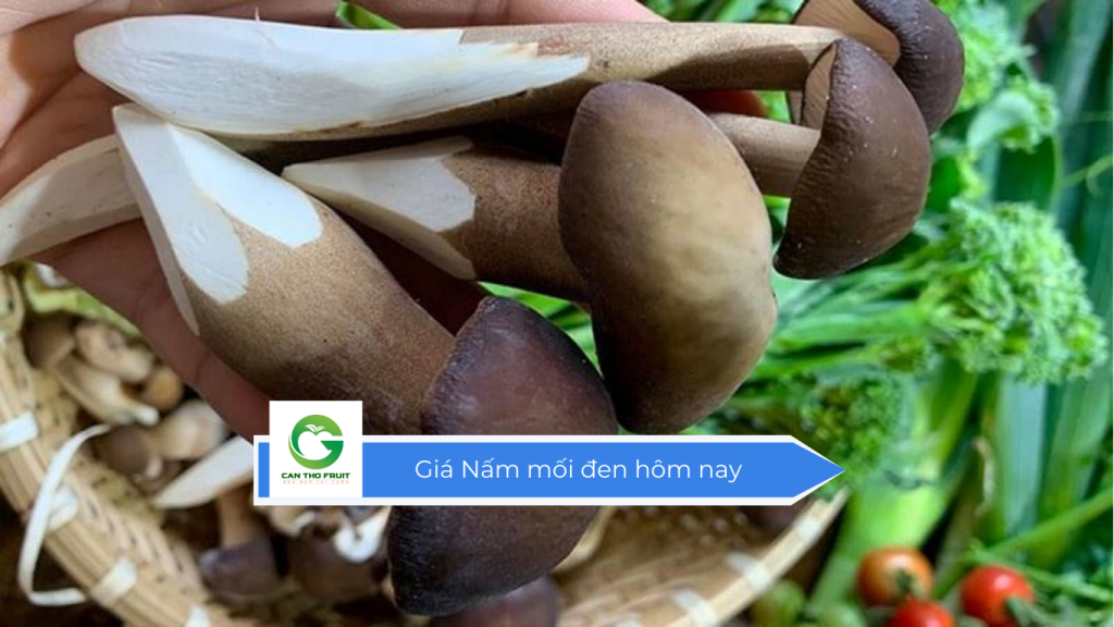 Giá nấm mối đen hôm nay