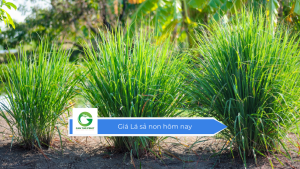 Giá lá sả non hôm nay