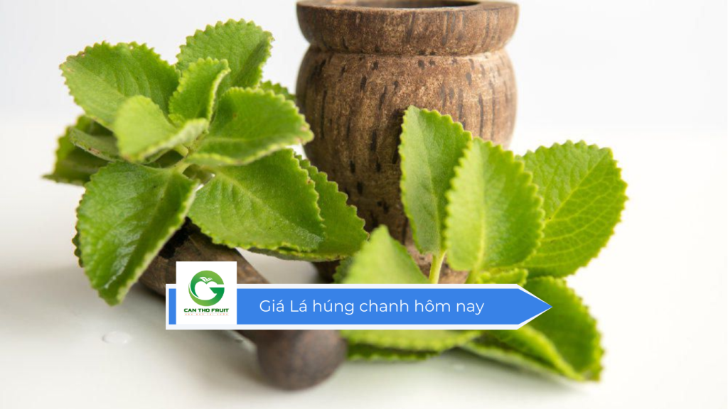 Giá lá húng chanh hôm nay