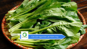 Giá cải ngọt Đà Lạt hôm nay