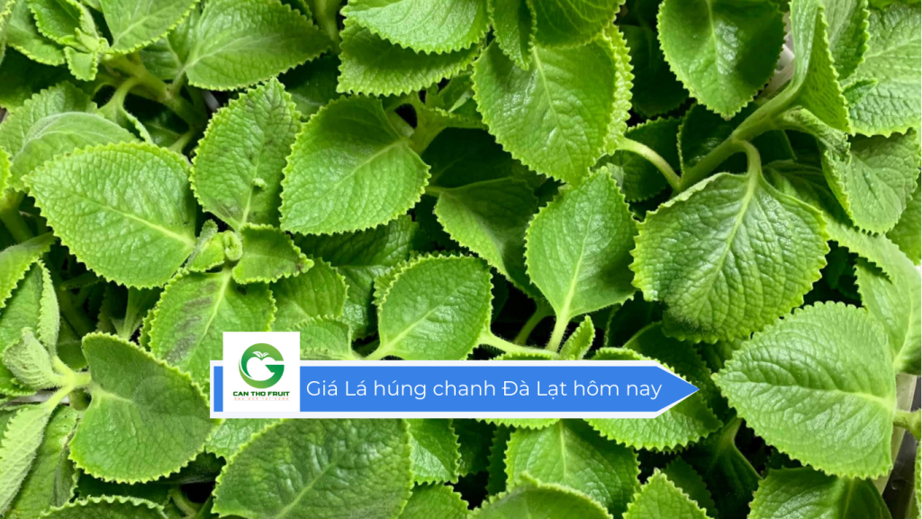 Giá lá húng chanh Đà Lạt hôm nay