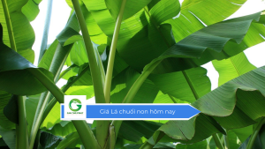 Giá lá chuối hôm nay