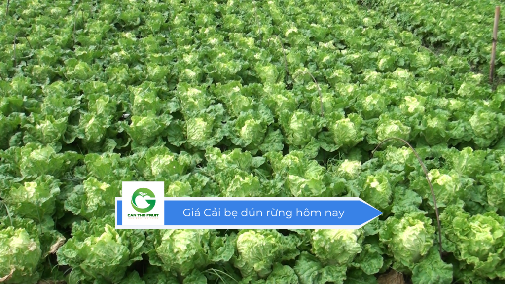 Giá cải bẹ dún rừng hôm nay