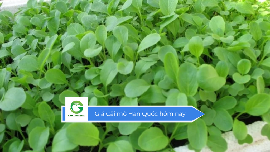 Giá cải mỡ Hàn Quốc hôm nay