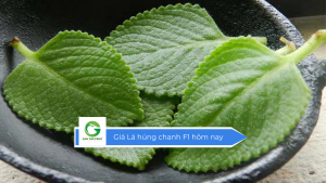 Giá lá húng chanh F1 hôm nay