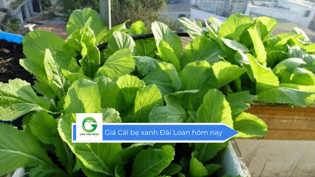 Giá cải bẹ xanh Đài Loan hôm nay