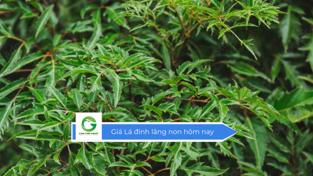Giá lá đinh lăng non hôm nay