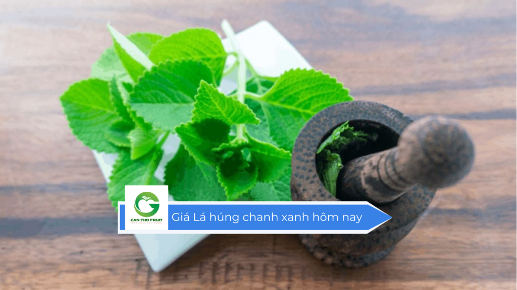 Giá lá húng chanh xanh hôm nay