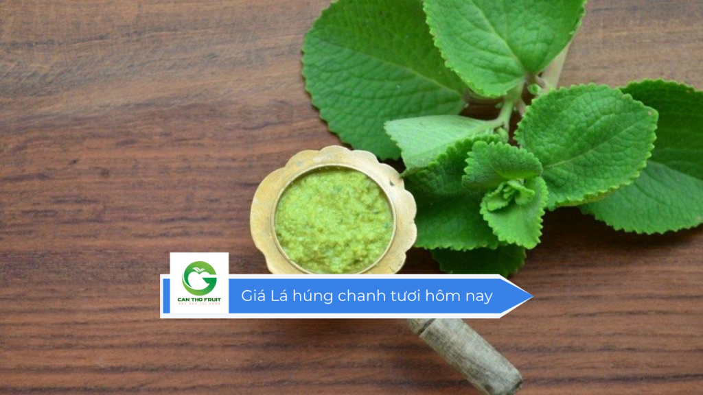 Giá lá húng chanh tươi hôm nay