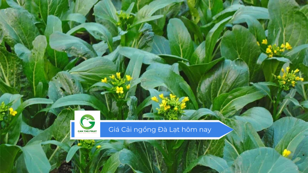 Giá cải ngồng Đà Lạt hôm nay