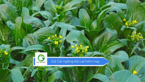Giá cải ngồng Đà Lạt hôm nay