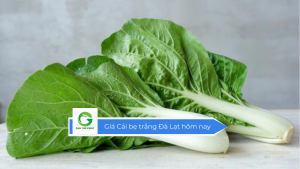Giá cải bẹ trắng Đà Lạt hôm nay