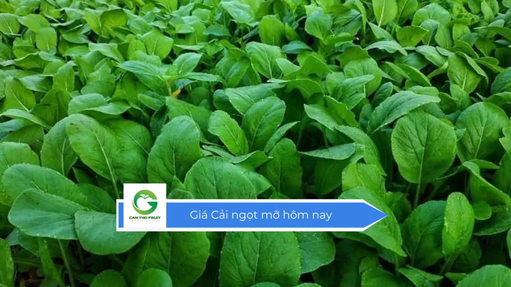 Giá cải ngọt mỡ hôm nay