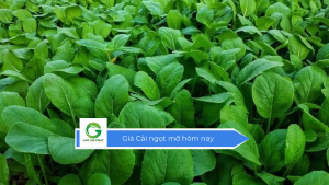 Giá cải ngọt mỡ hôm nay
