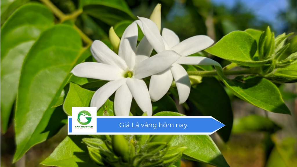 Giá lá vằng hôm nay