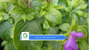Giá lá cẩm hôm nay