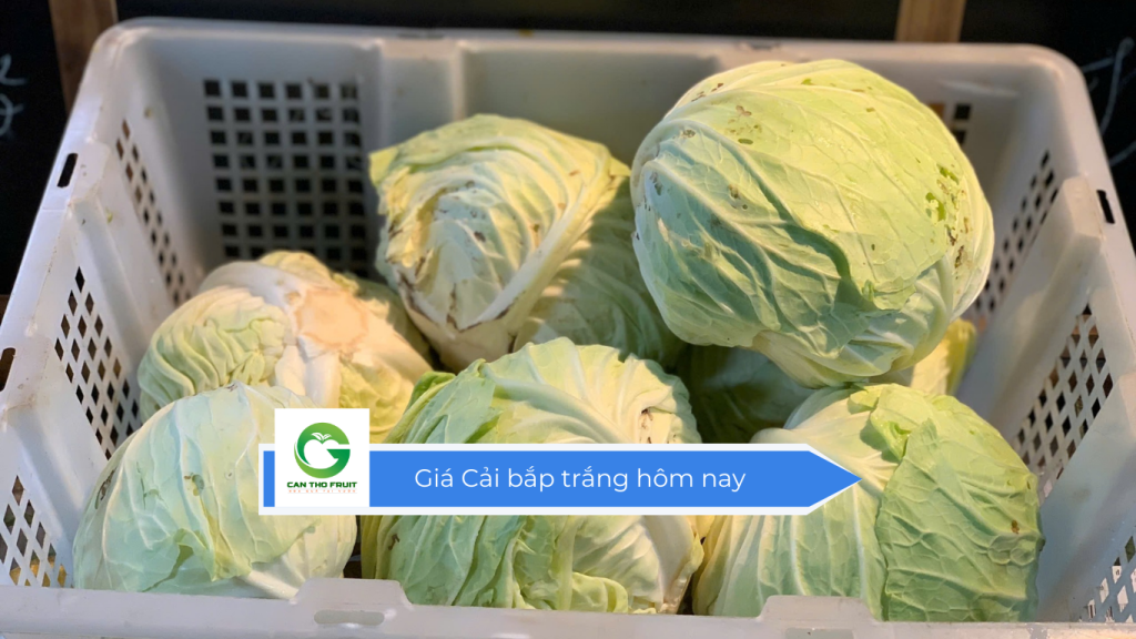 Giá cải bắp trắng hôm nay