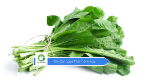 Giá cải ngọt Thái hôm nay