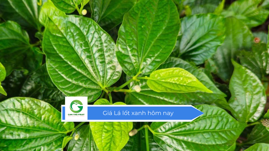 Giá lá lốt xanh hôm nay