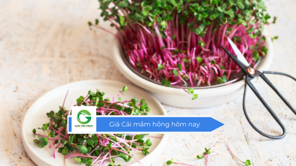 Giá cải mầm hồng hôm nay