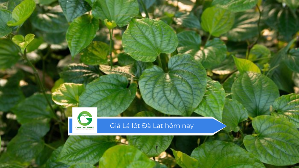 Giá lá lốt Đà Lạt hôm nay