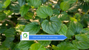 Giá lá lốt Đà Lạt hôm nay