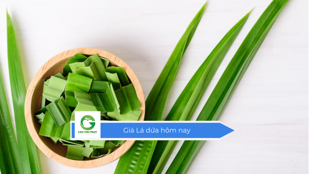 Giá lá dứa hôm nay