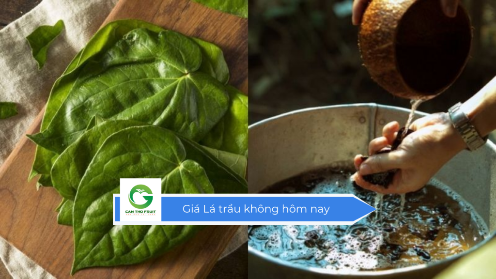 Giá lá trầu không hôm nay